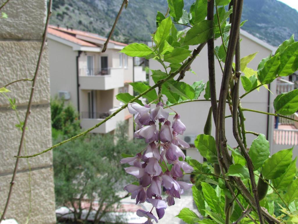 Apartmani Kovacevic Kotor Pokoj fotografie